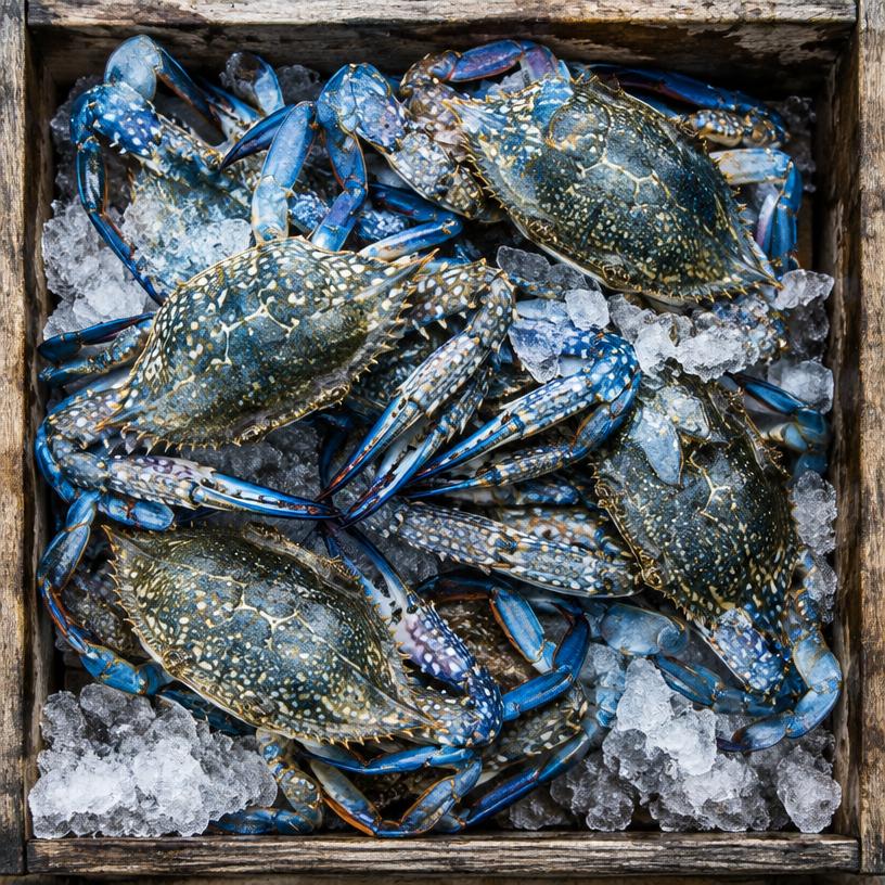 Sri Lankan Crabs
