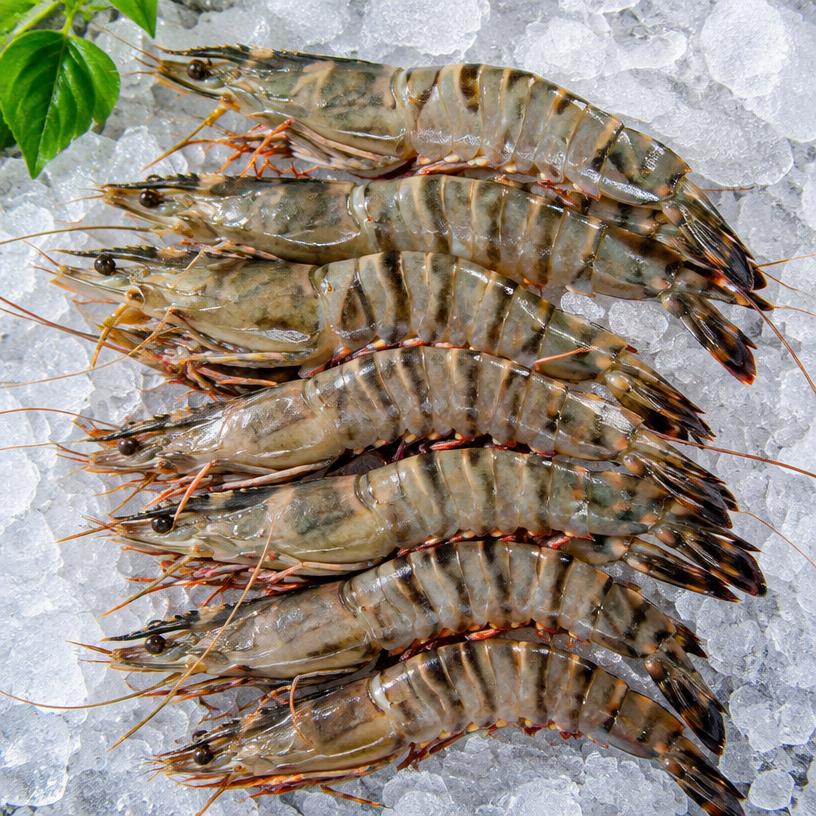 Prawns & Shrimp