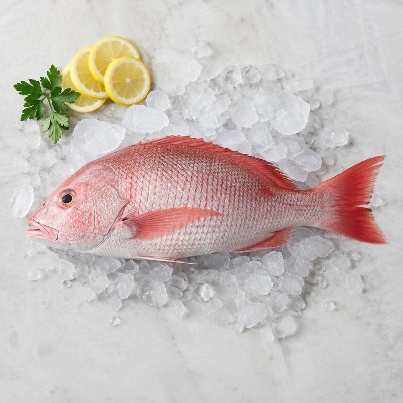 Fresh Reef Fish