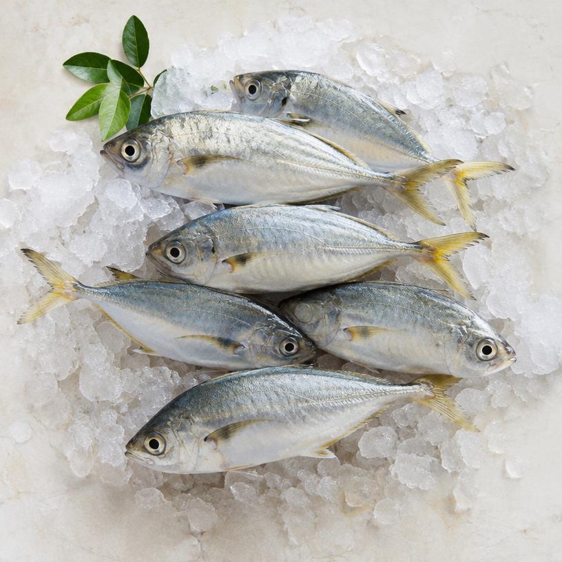 Fresh Trevally